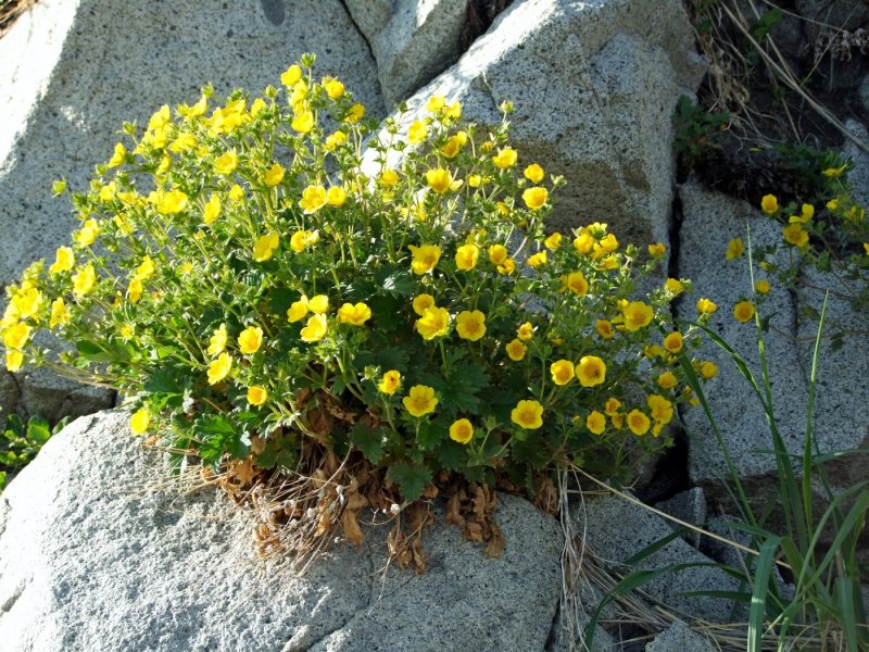 Potentilla megalantha