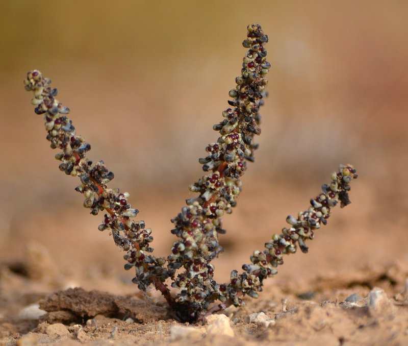 Марь сизая (Chenopodium glaucum)