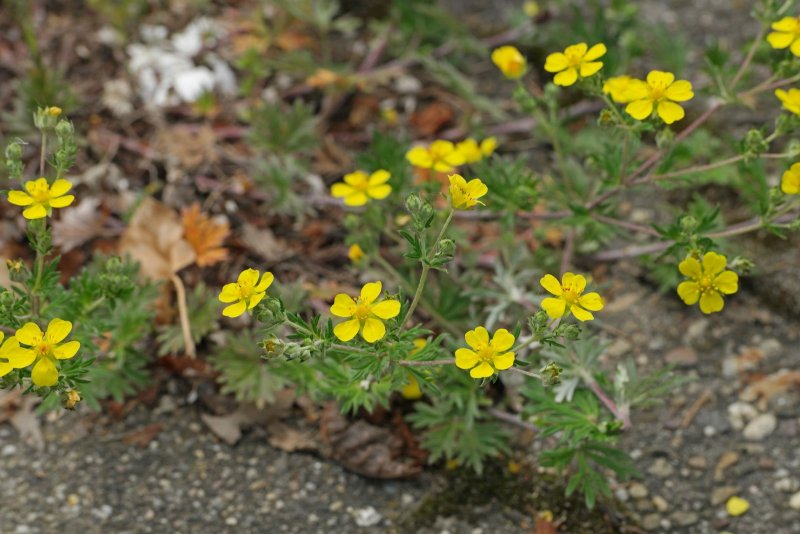 Лапчатка серебристая - Potentilla argentea