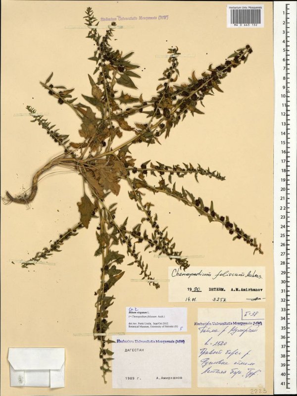 Chenopodium album