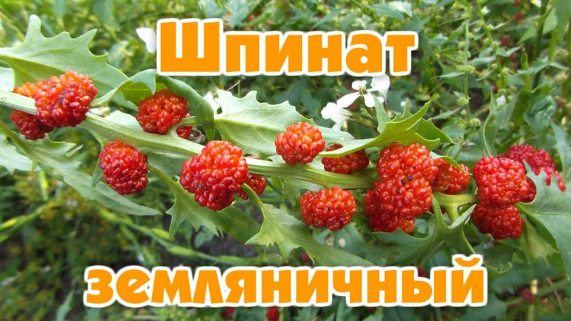 Подбел болотный