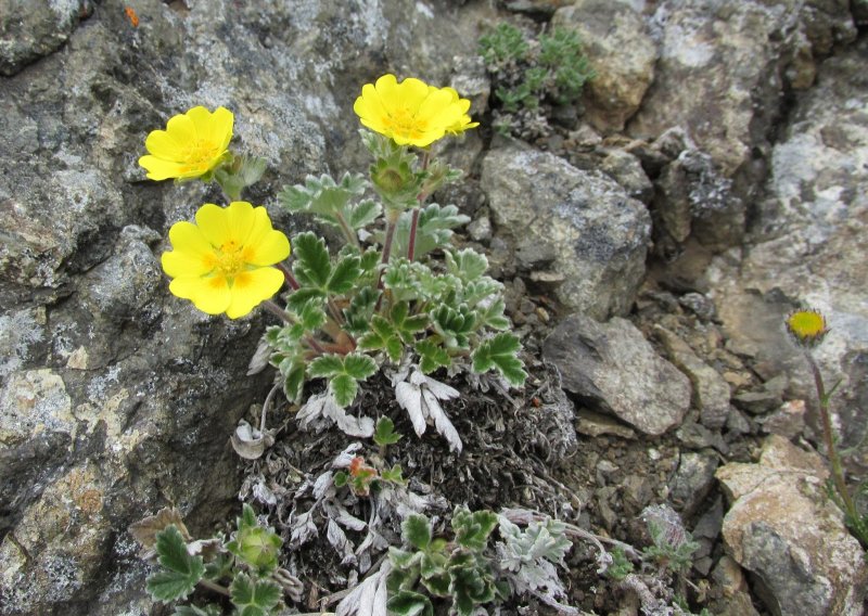 Лапчатка мохнатая Potentilla villosa