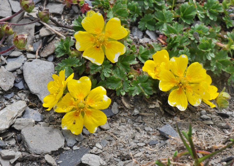 Potentilla megalantha