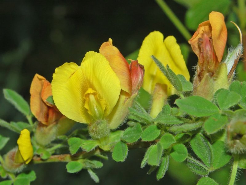 Род Cytisus