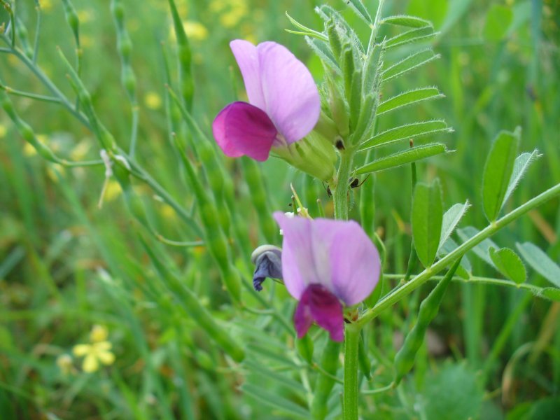 Бобовые (Fabaceae)