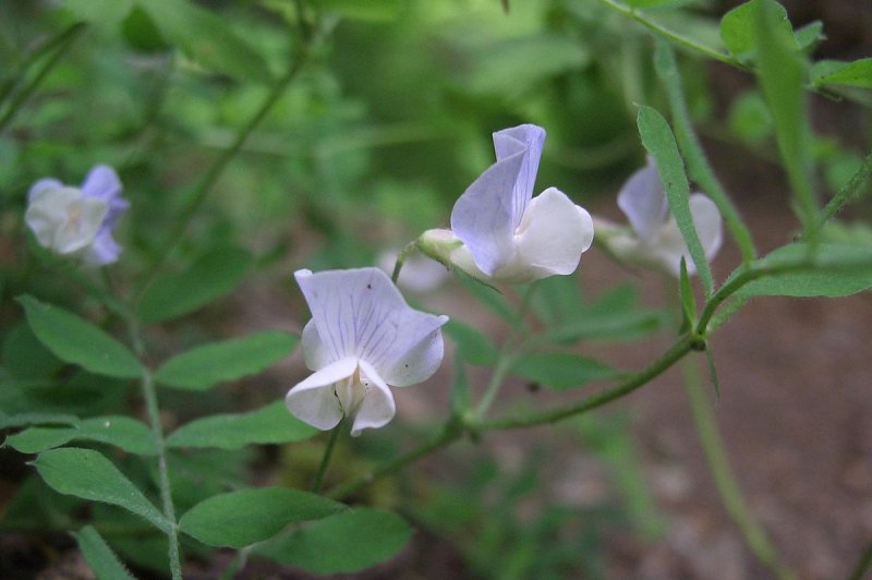 Lathyrus splendens