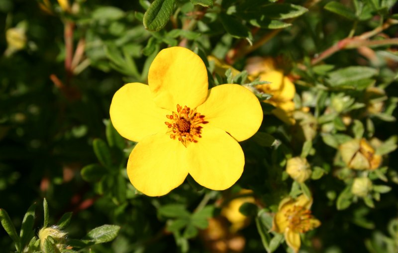 Лапчатка кустарниковая Potentilla fruticosa “Goldfinger”