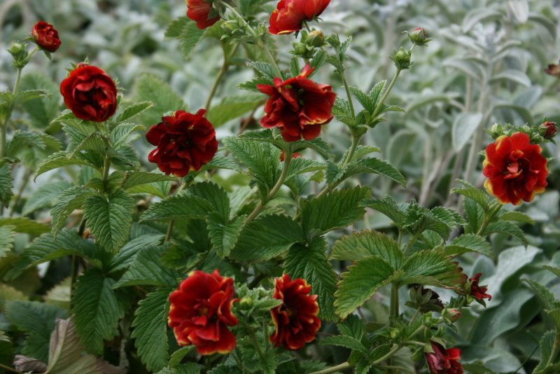 Лапчатка (Potentilla) Arc en Ciel
