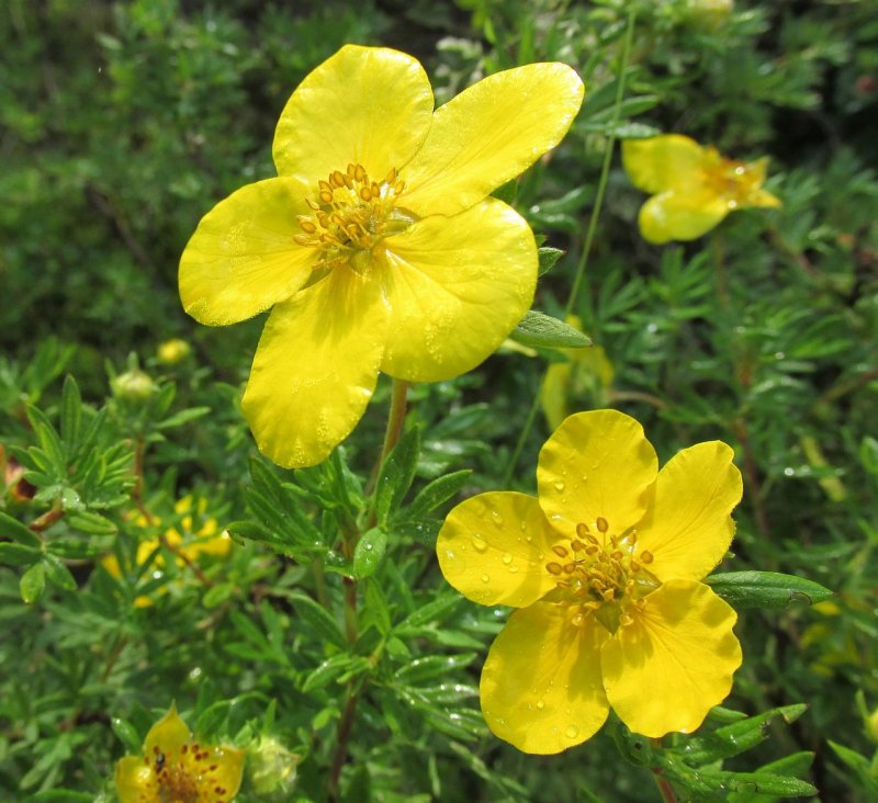 Лапчатка крупноцветковая Potentilla megalantha