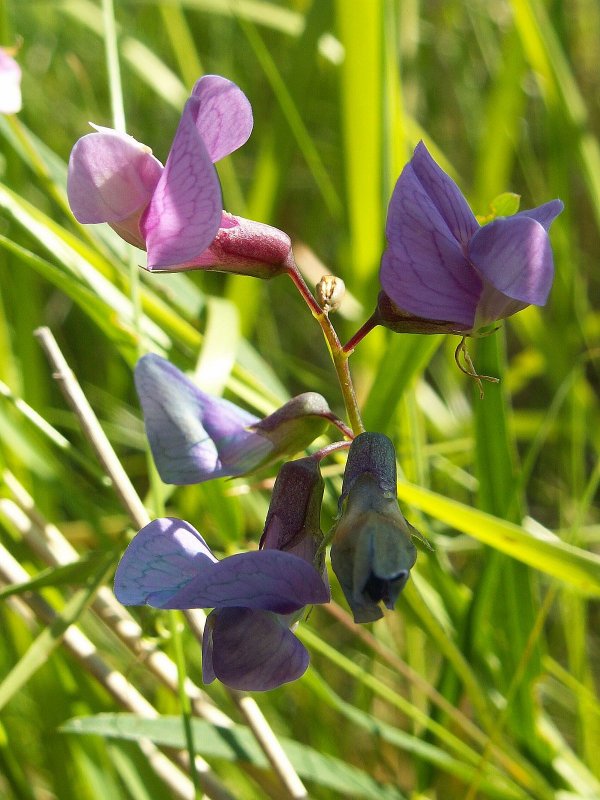 Чина посевная (Lathyrus sativus l.)