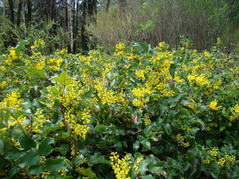Магония aquifolium