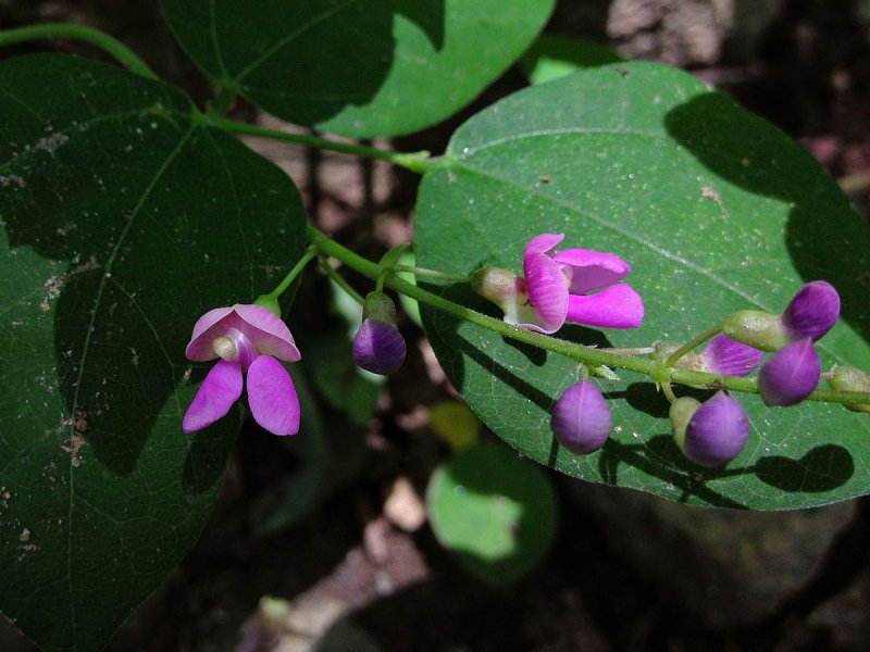 Phaseolus multiflorus lam.