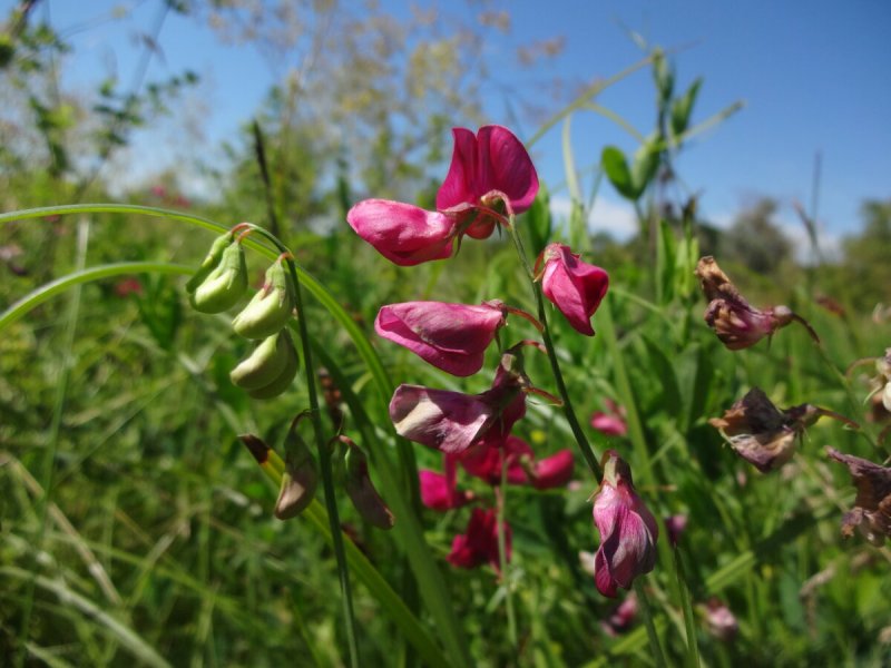 Чина клубненосная (Lathyrus tuberosus)