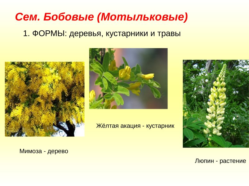 Бобовые Мотыльковые растения