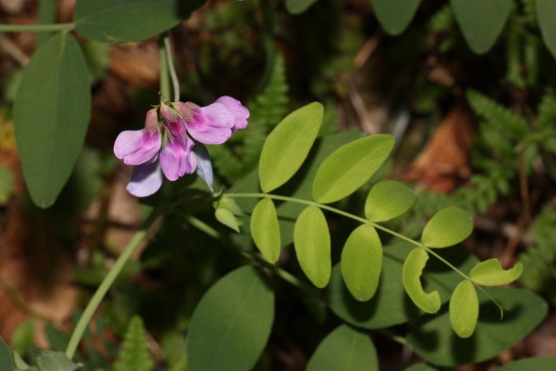 Fabaceae подсемейства