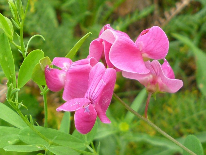 Чина Лесная - Lathyrus Sylvestris
