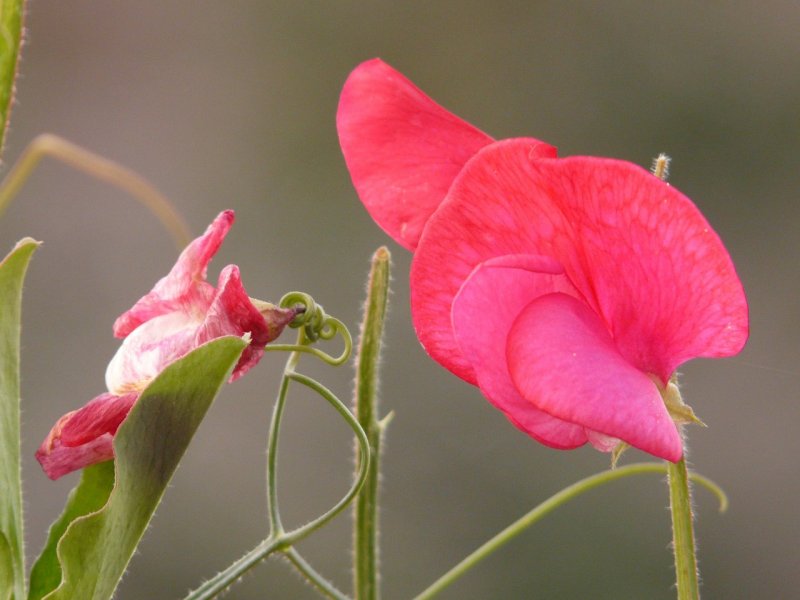 Fabaceae семейство