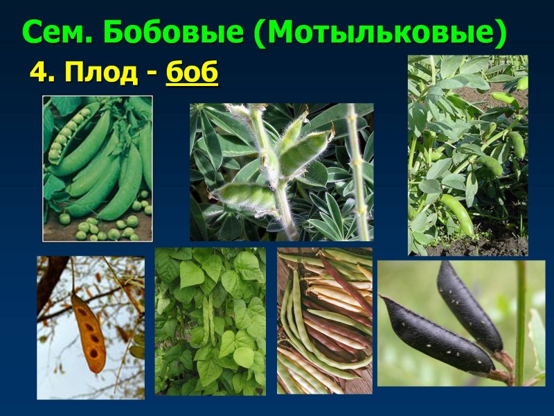Плод мотыльковых