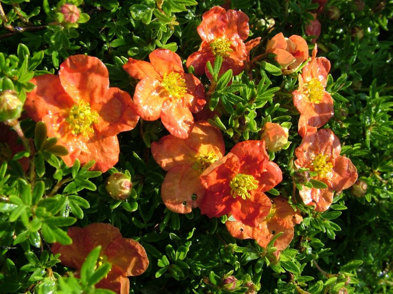 Potentilla fruticosa Red Ace