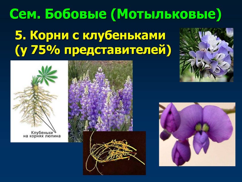 Клубеньки цветковых растений