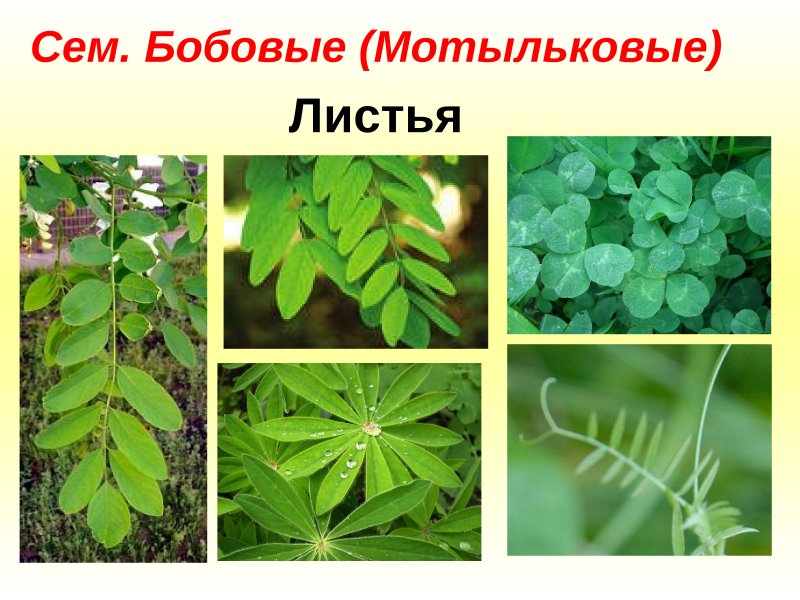 Прилистники у бобовых