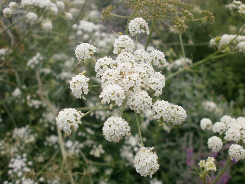 Поручейник сизаролистный — Sium sisaroideum