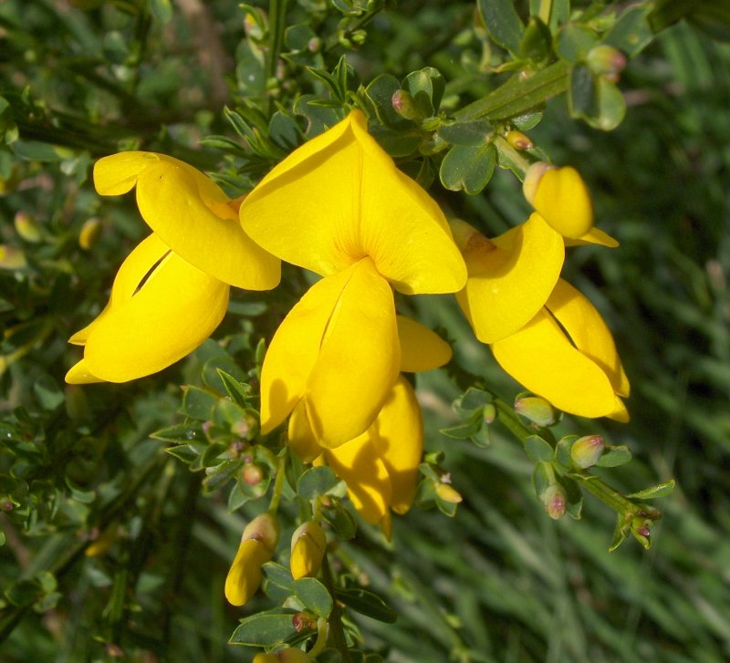 Cytisus scoparius
