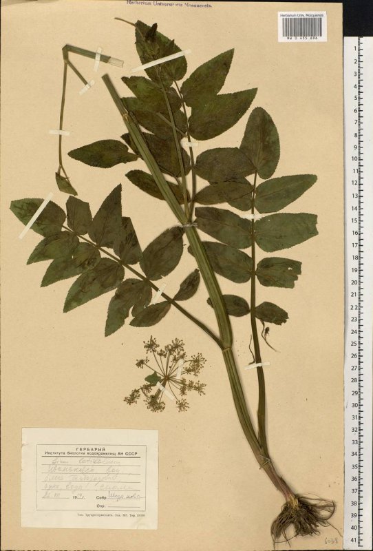 Поручейник широколистный (Sium latifolium l.)