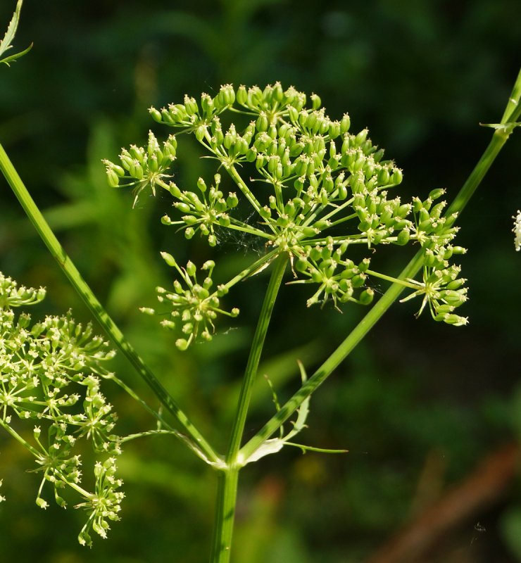 Поручейник широколистный (Sium latifolium l.)