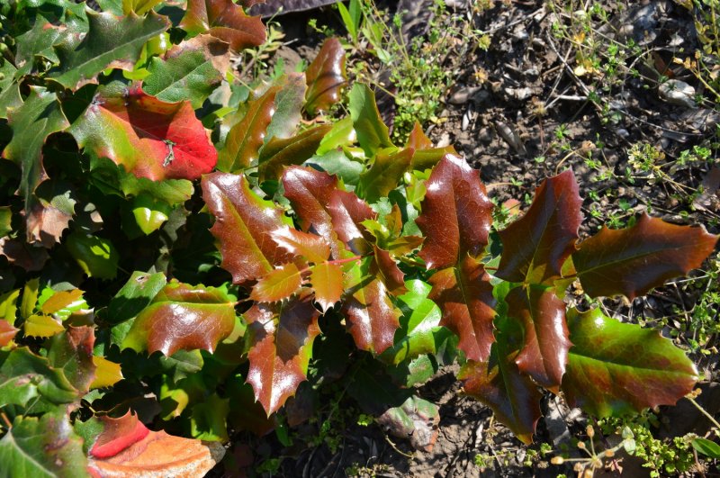 Магония падуболистная (Mahonia aquifolium Apollo) м66