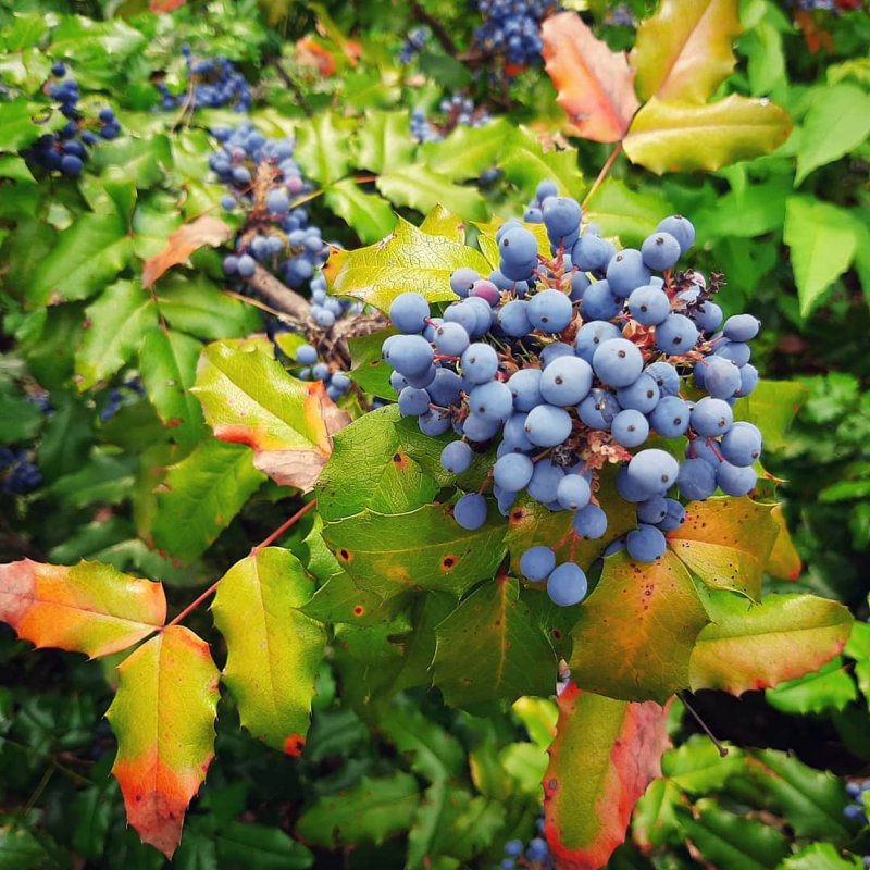 Магония подуболистная Мahonia aquifolia