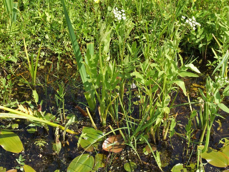 Поручейник широколистный - Sium latifolium