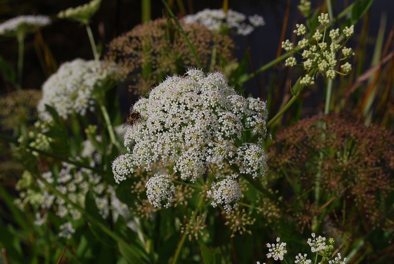 Поручейник –Sium latifolium