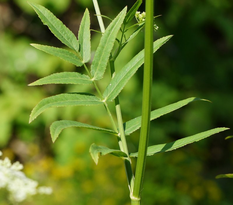 Поручейник широколистный - Sium latifolium
