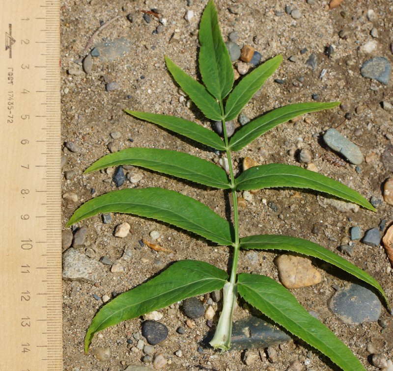 Поручейник широколистный (Sium latifolium l.)