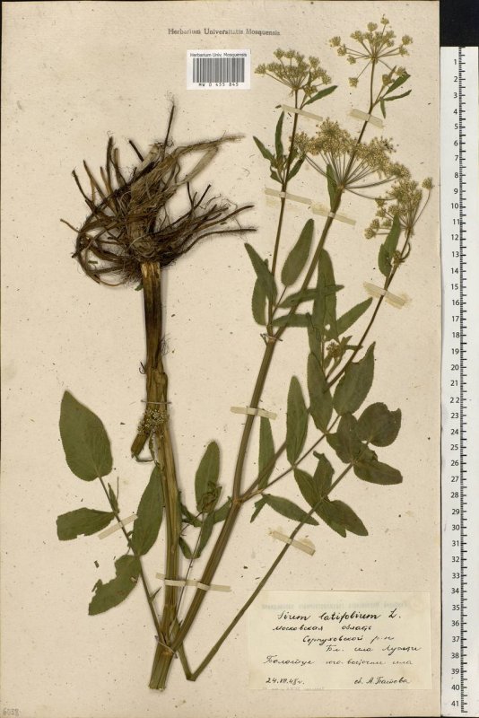 Поручейник сахарный (Sium sisarum l.)