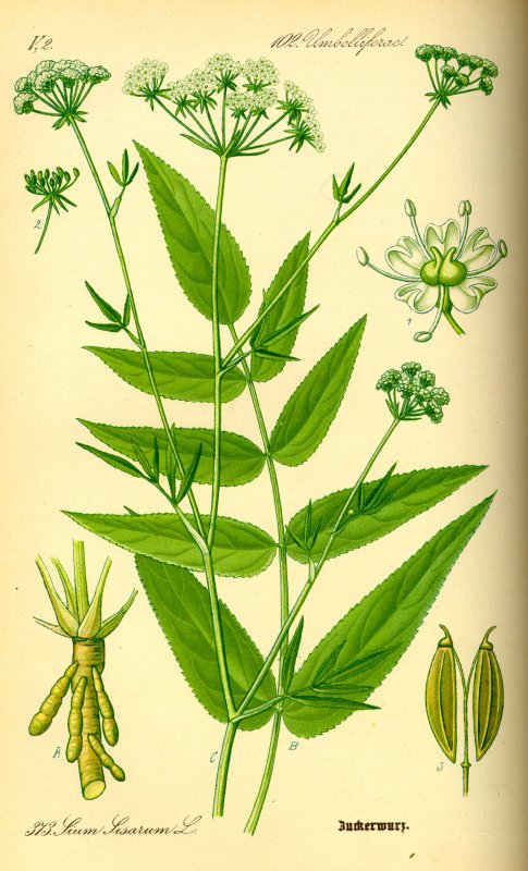 Поручейник сахарный