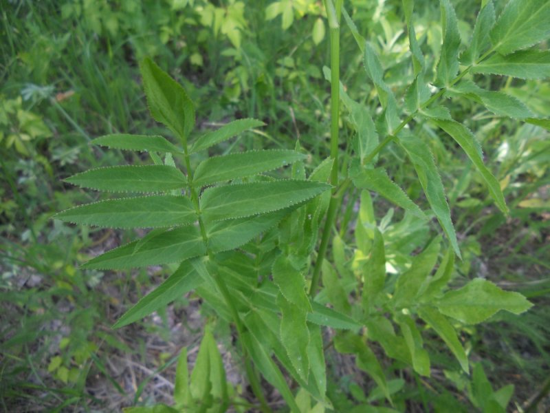 Sium latifolium адаптация