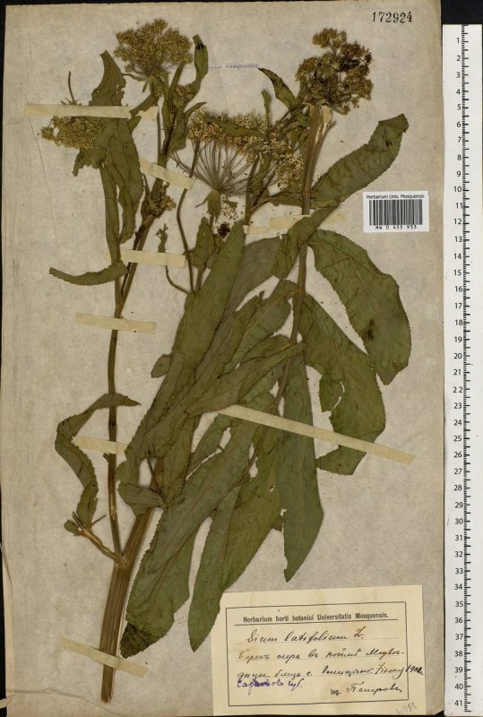 Поручейник широколистный (Sium latifolium l.)