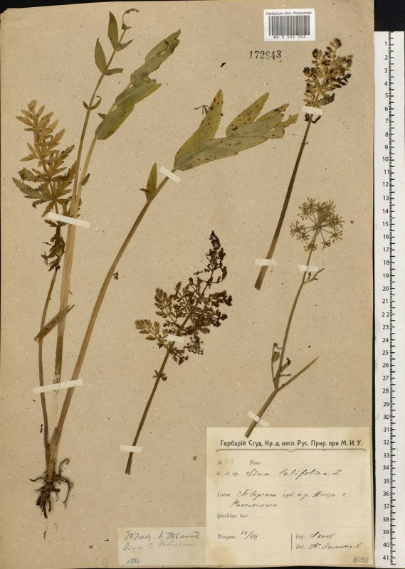 Sium latifolium
