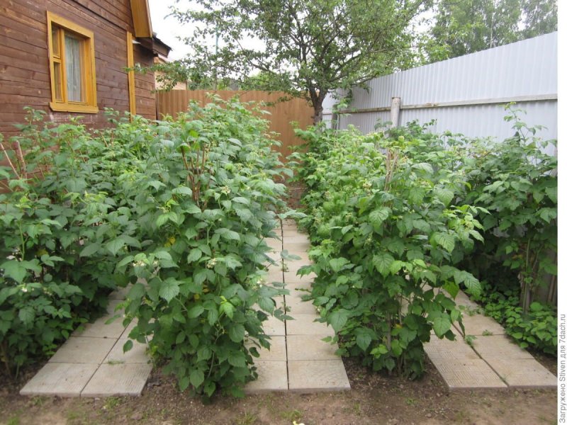 Дачный огородик ежевика