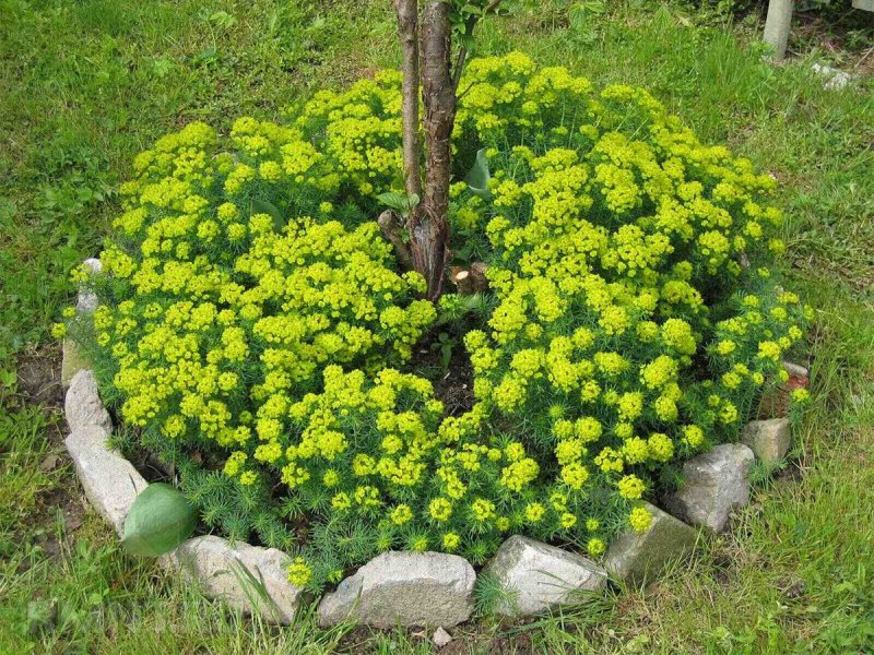 Молочай камнелюбивый