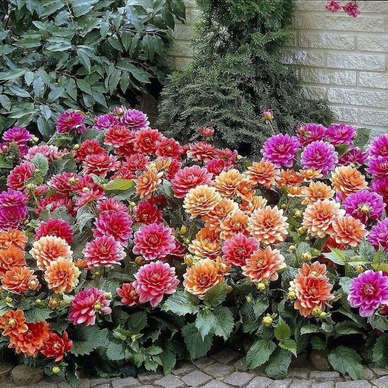 Георгины Dahlia Mix