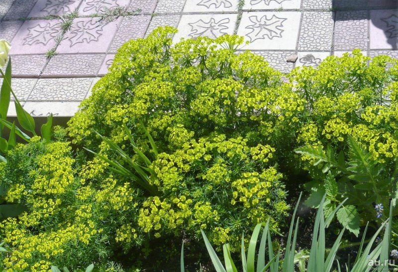 Молочай кипарисовый (Euphоrbia cyparíssias)
