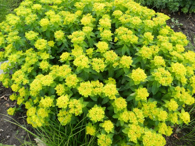 Молочай многоцветковый (Euphorbia polychroma)
