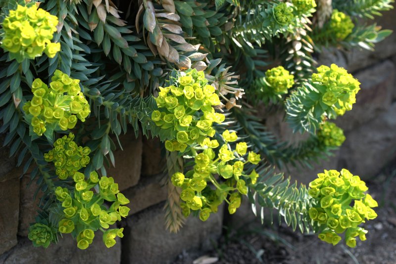 Euphorbia Atropurpurea