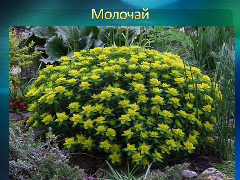 Молочаем многоцветным (Euphorbia polychroma)