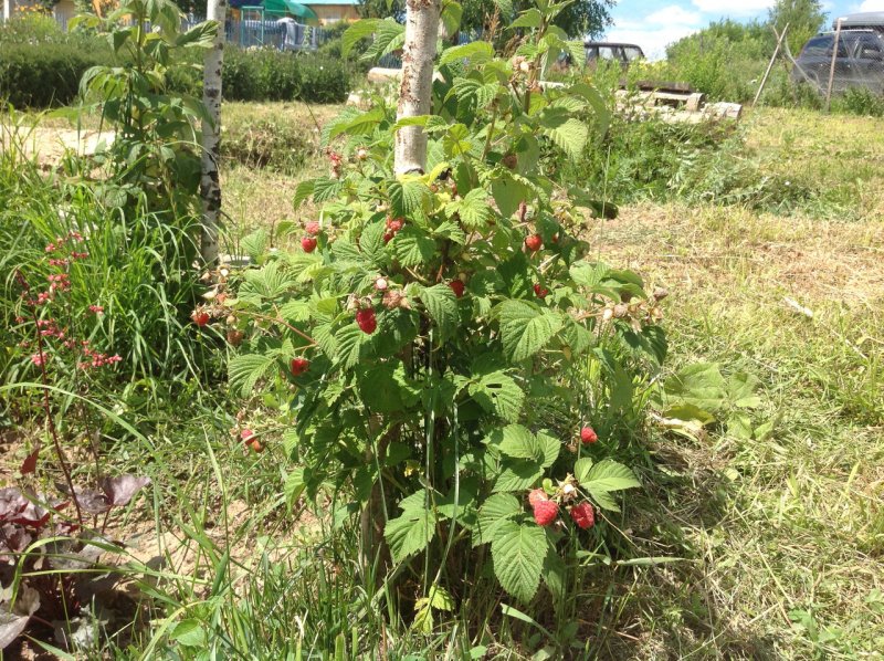 Малина ремонтантная куст