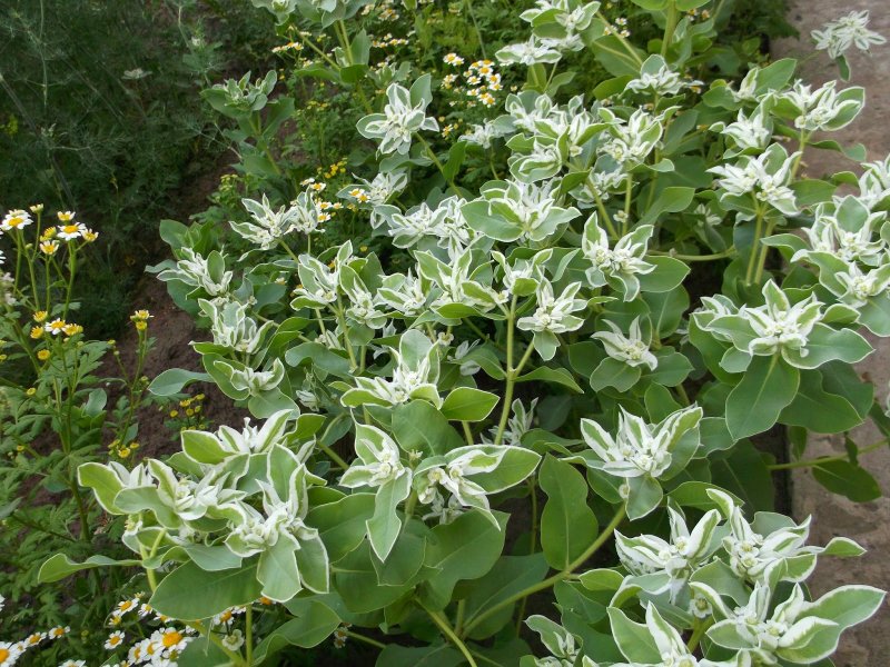 Молочай харациас Euphorbia characias «Tasmanian Tiger»