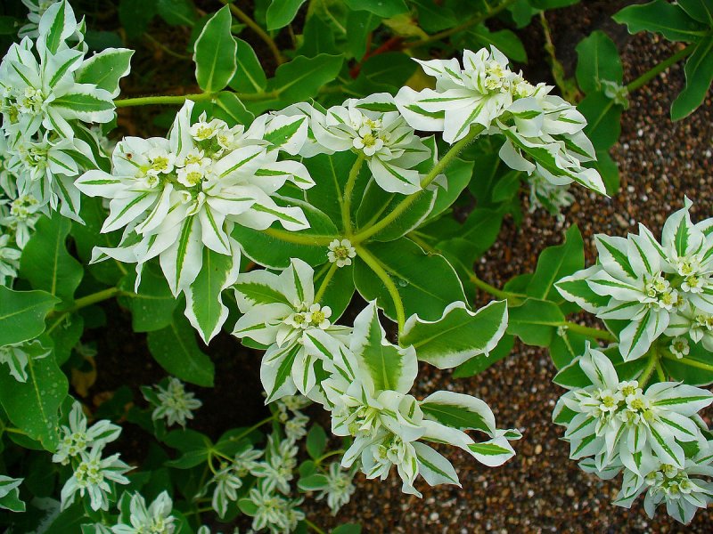 Молочай кустарник